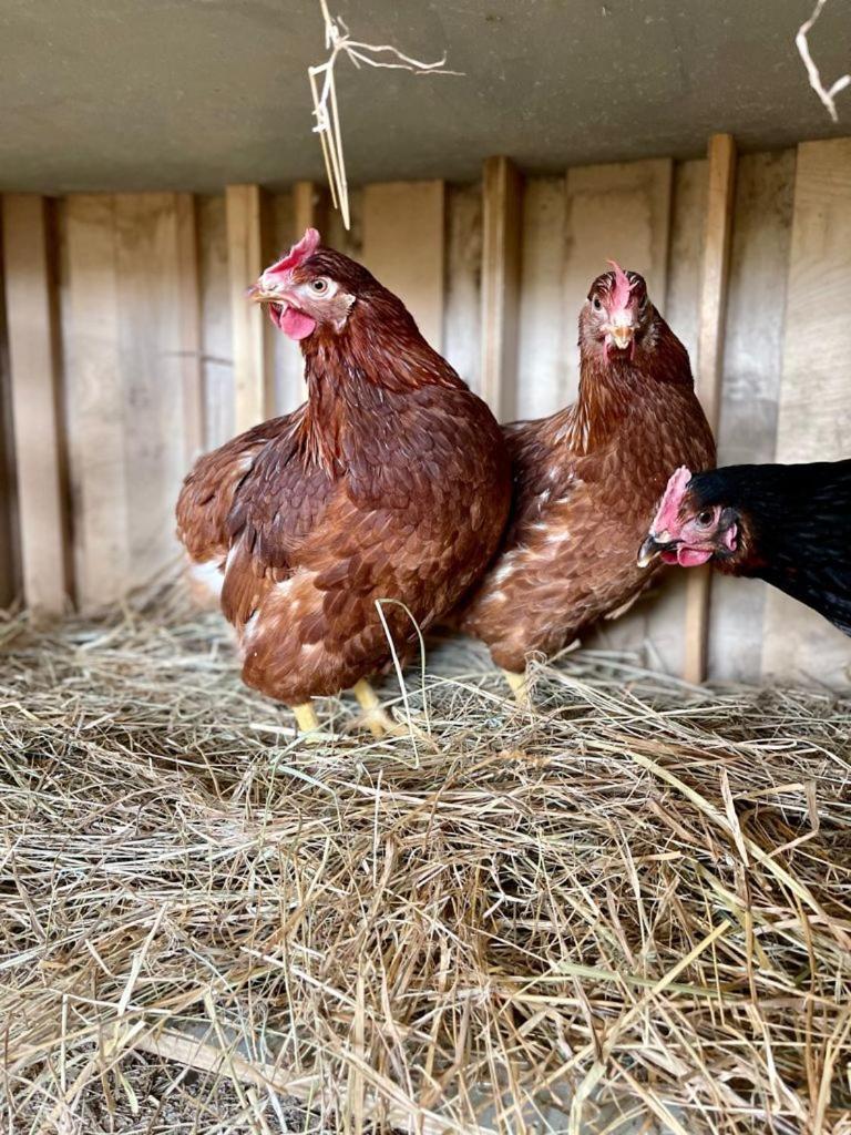 Farm stay Sole Trequanda
